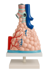 Büyütülmüş Pulmoner Alveolar Makrofaj Modeli - 1