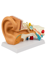 Büyütülmüş Kulak Modeli - 1