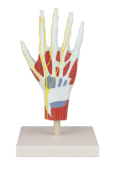 El Anatomisi Modeli  - 1