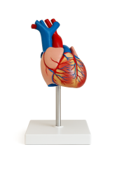 Kalp Modeli (Gerçek Ölçülerde) - 1