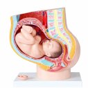 Pelvis ve Embriyo Modeli