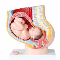 Pelvis ve Embriyo Modeli - 1