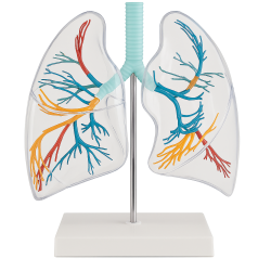 Saydam Akciğer Modeli  - 1