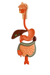 Sindirim Sistemi Modeli (Duvar modeli) - 1