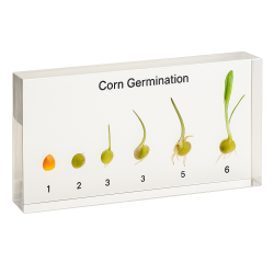 Mısır Çimlenme Evreleri - 1