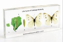Lahana Kelebeği Yaşam Döngüsü - 1
