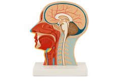 Yandan Kesitli Kafa Modeli (Duvar Modeli) - 1